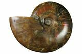 Flashy Red Iridescent Ammonite #155246-1